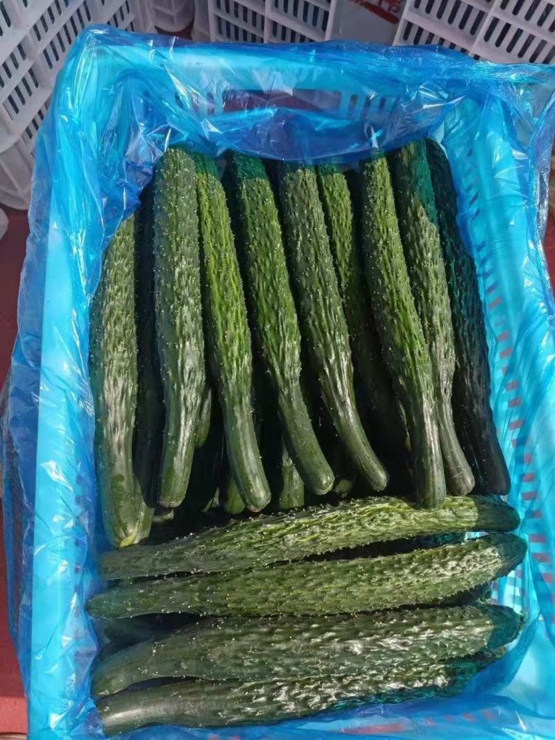 精品黄瓜，产地直供，代发全国，良心代办，诚信经营。
