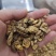 防风防风片家种防风统货选货各种规格大货