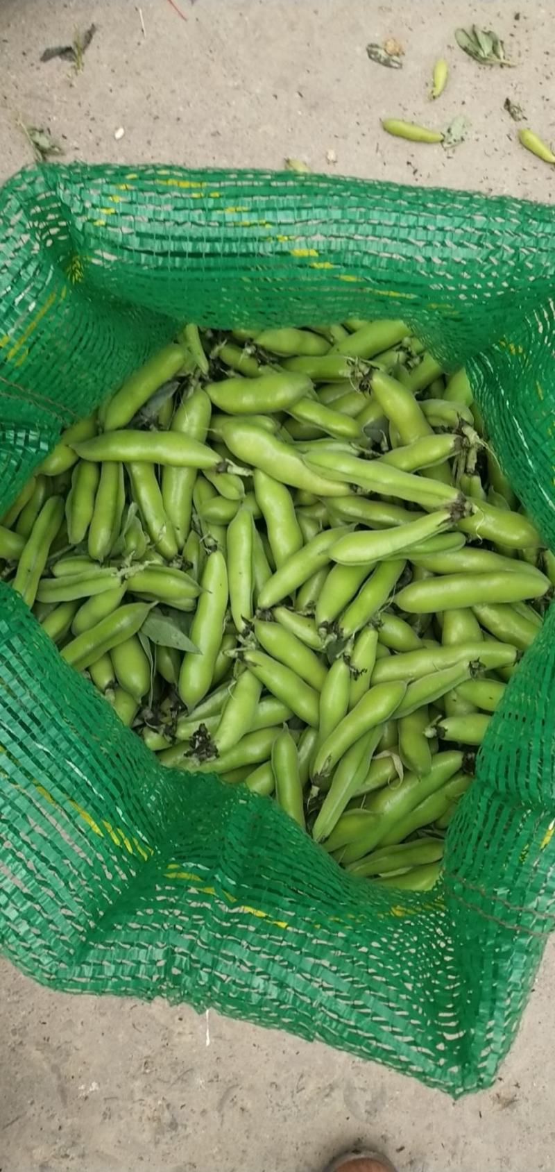 精品小胡豆