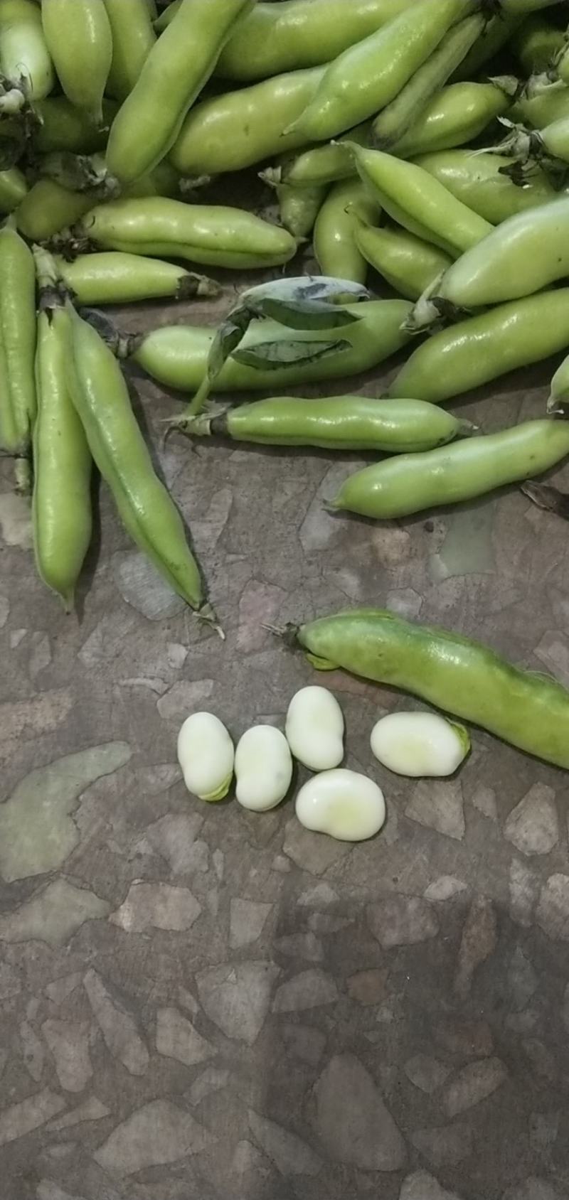 精品小胡豆
