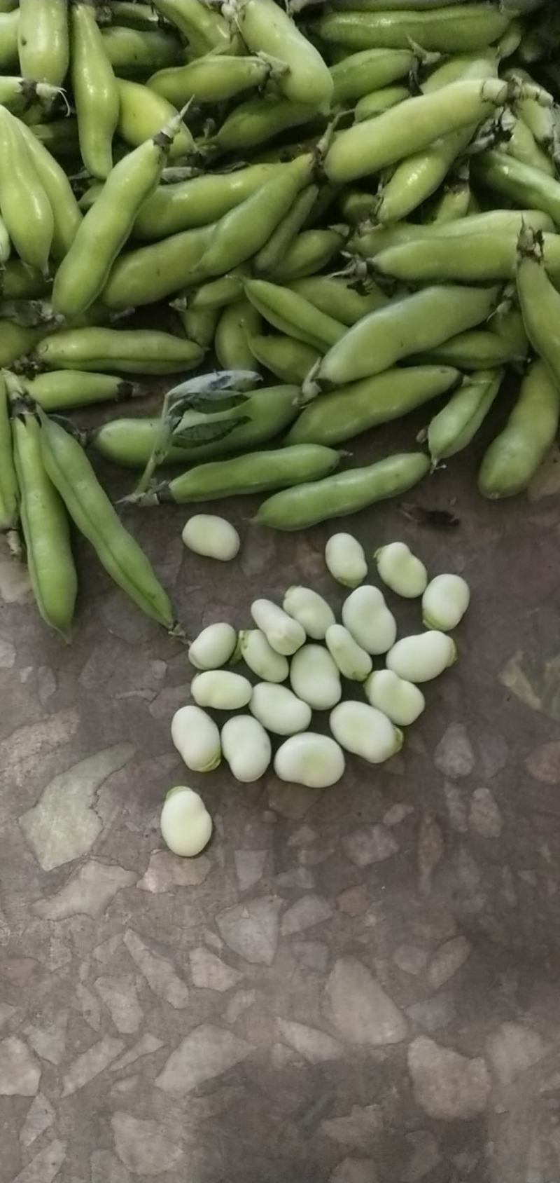 精品小胡豆