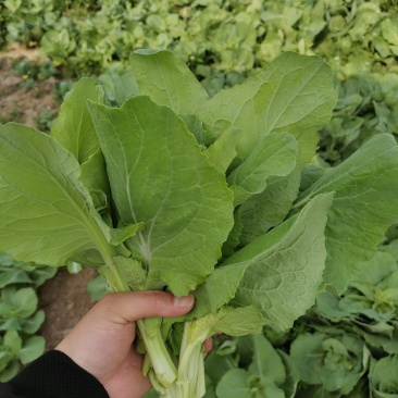 白菜苔