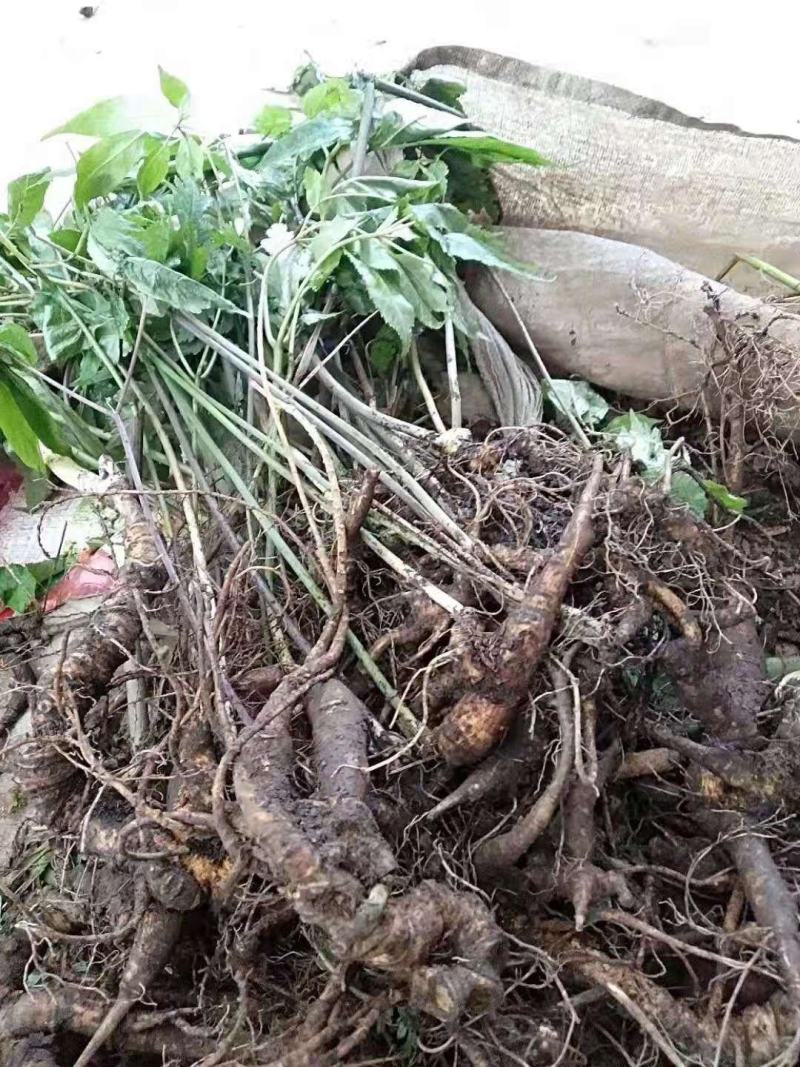 需要竹节参的联系我价格美丽