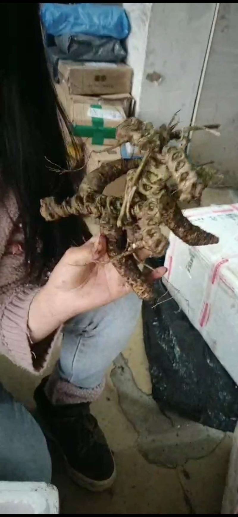 需要竹节参的联系我价格美丽