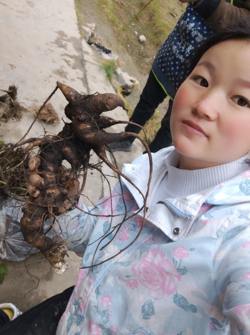 需要竹节参的联系我价格美丽