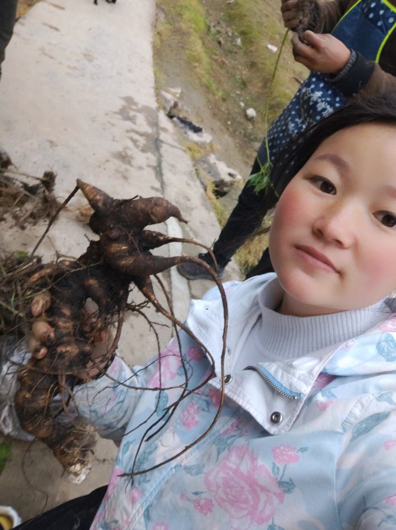 需要竹节参的联系我价格美丽