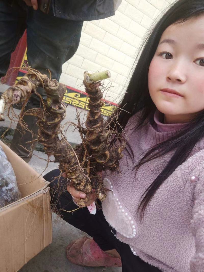 需要竹节参的联系我价格美丽