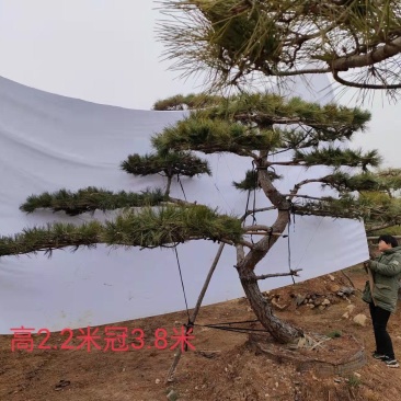【热卖】造型松造型油松造型黑松原产地直供货源充足