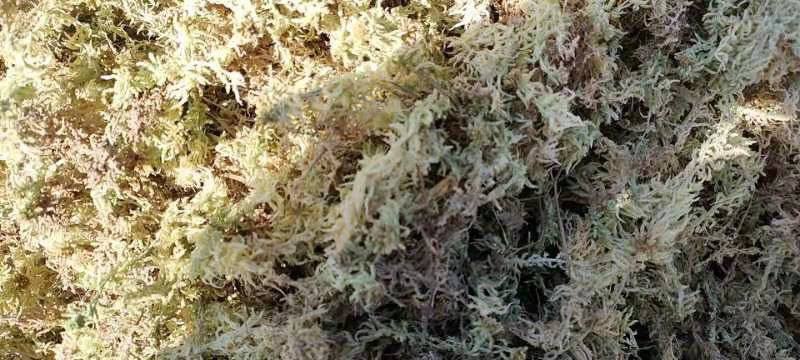 水苔