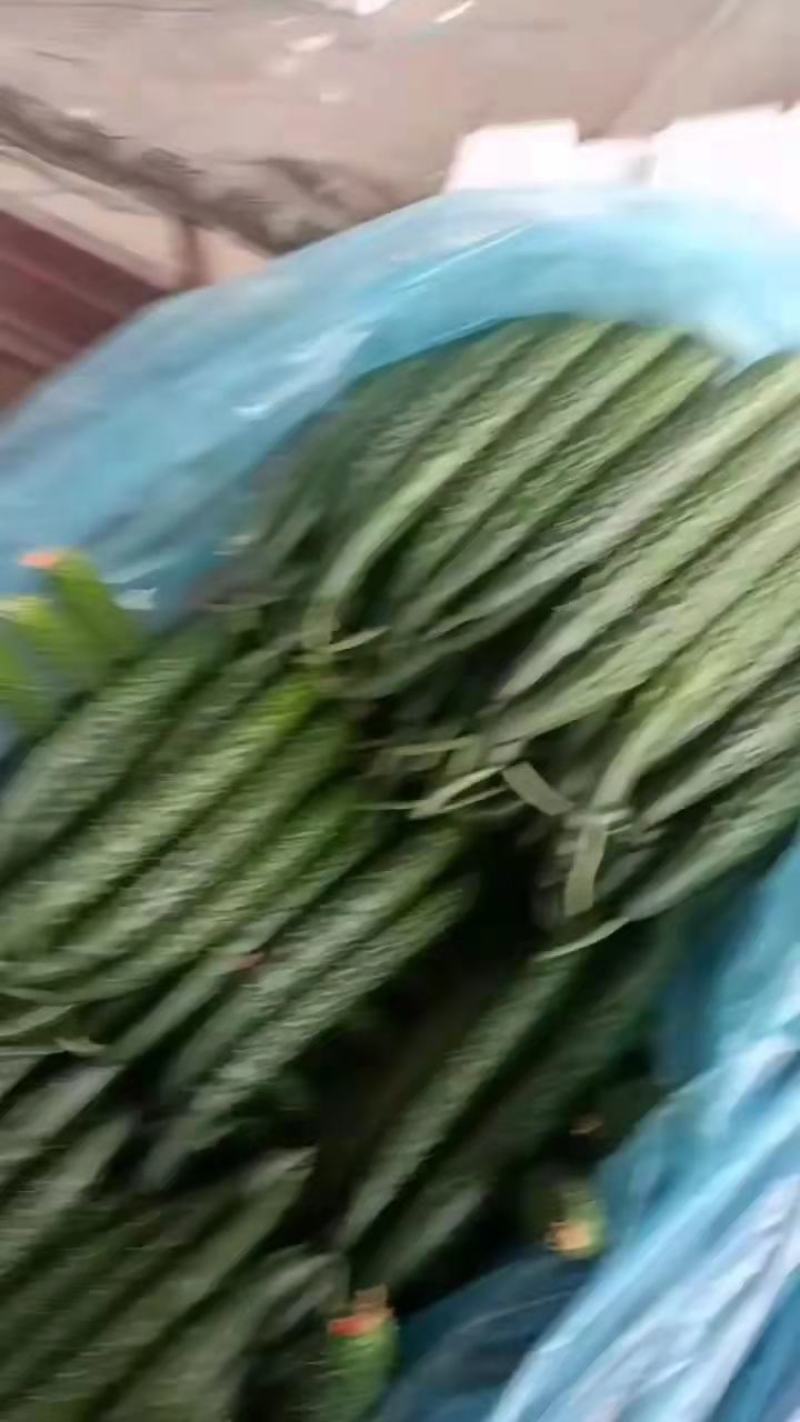 精品油亮黄瓜，货源充足，基地直供，保质保量，诚信为本。