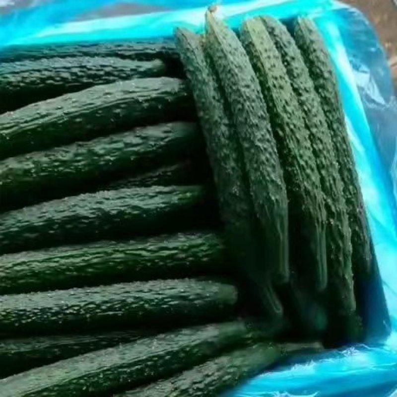 精品油亮黄瓜，货源充足，基地直供，保质保量，诚信为本。