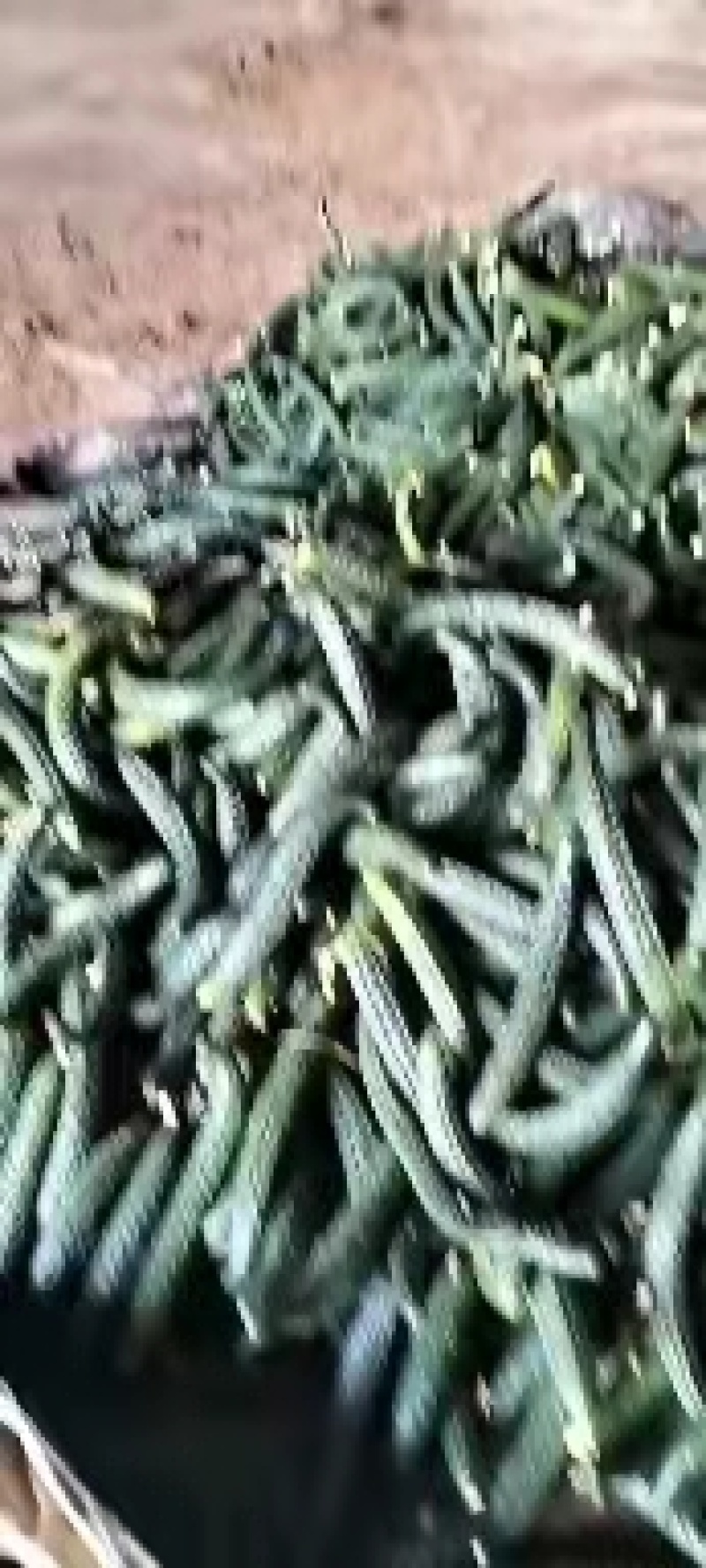 精品油亮黄瓜，货源充足，基地直供，保质保量，诚信为本。