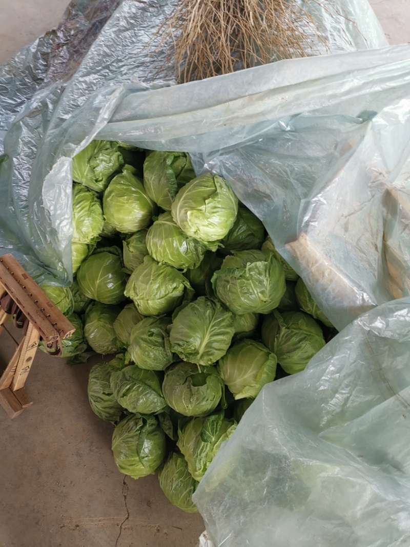 潍坊青州大棚甘蓝，绿甘蓝，包菜开始大量上市，欢迎咨询采购