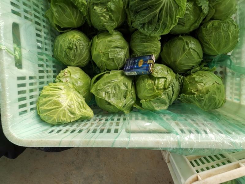 潍坊青州大棚甘蓝，绿甘蓝，包菜开始大量上市，欢迎咨询采购