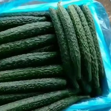 精品油亮黄瓜，货源充足，基地直供，保质保量，诚信为本。