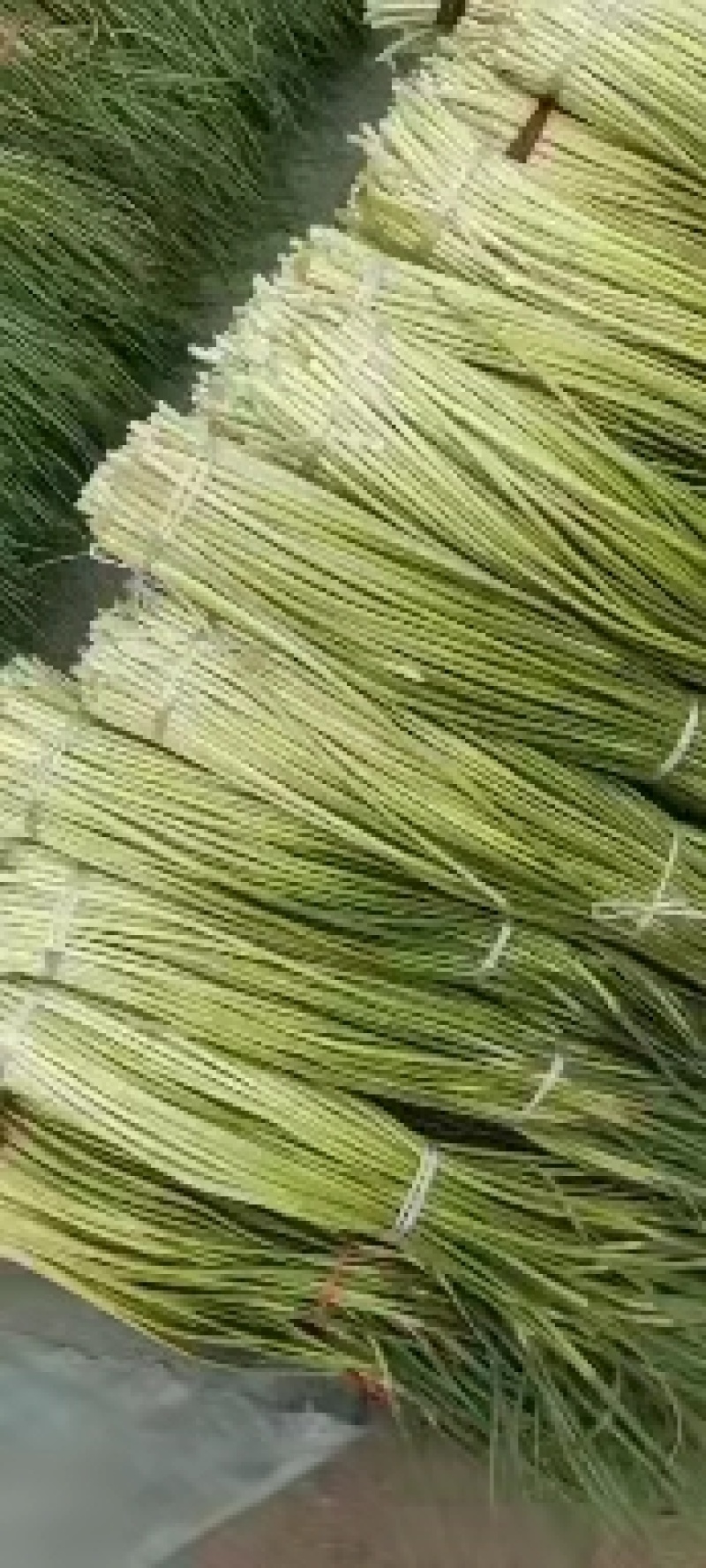 精品红帽蒜苔，货源充足，质量三包，全国发货，诚信经营。