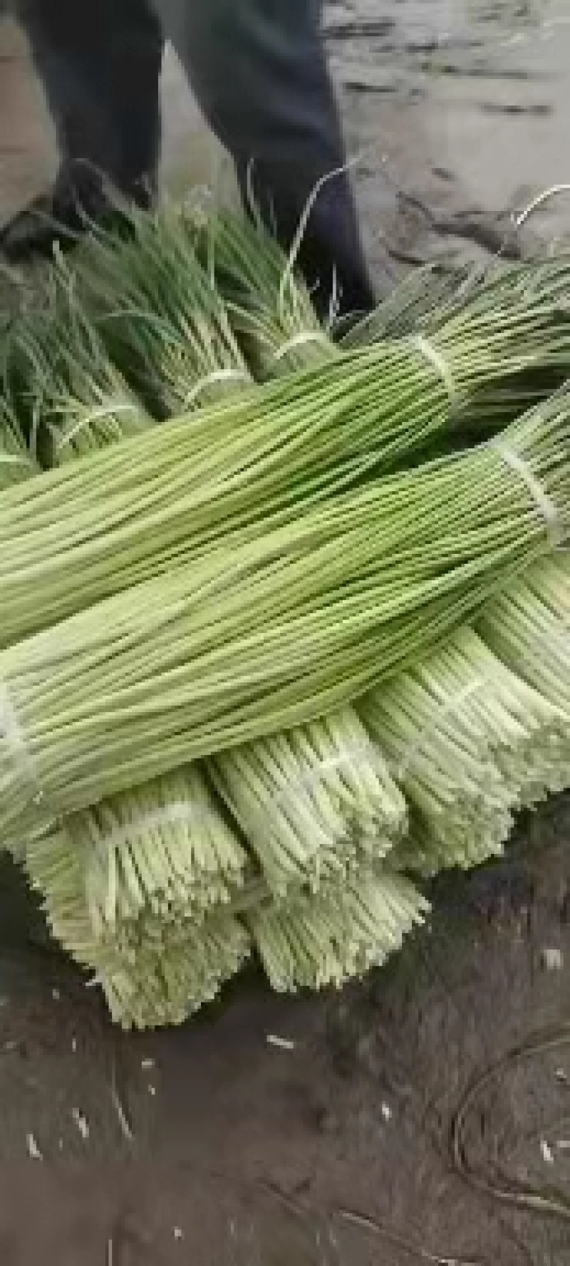 精品红帽蒜苔，货源充足，质量三包，全国发货，诚信经营。