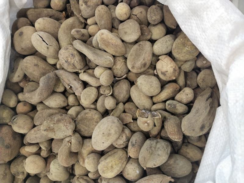 骨碎补，申姜。各种规格都有大货供应，量大优惠