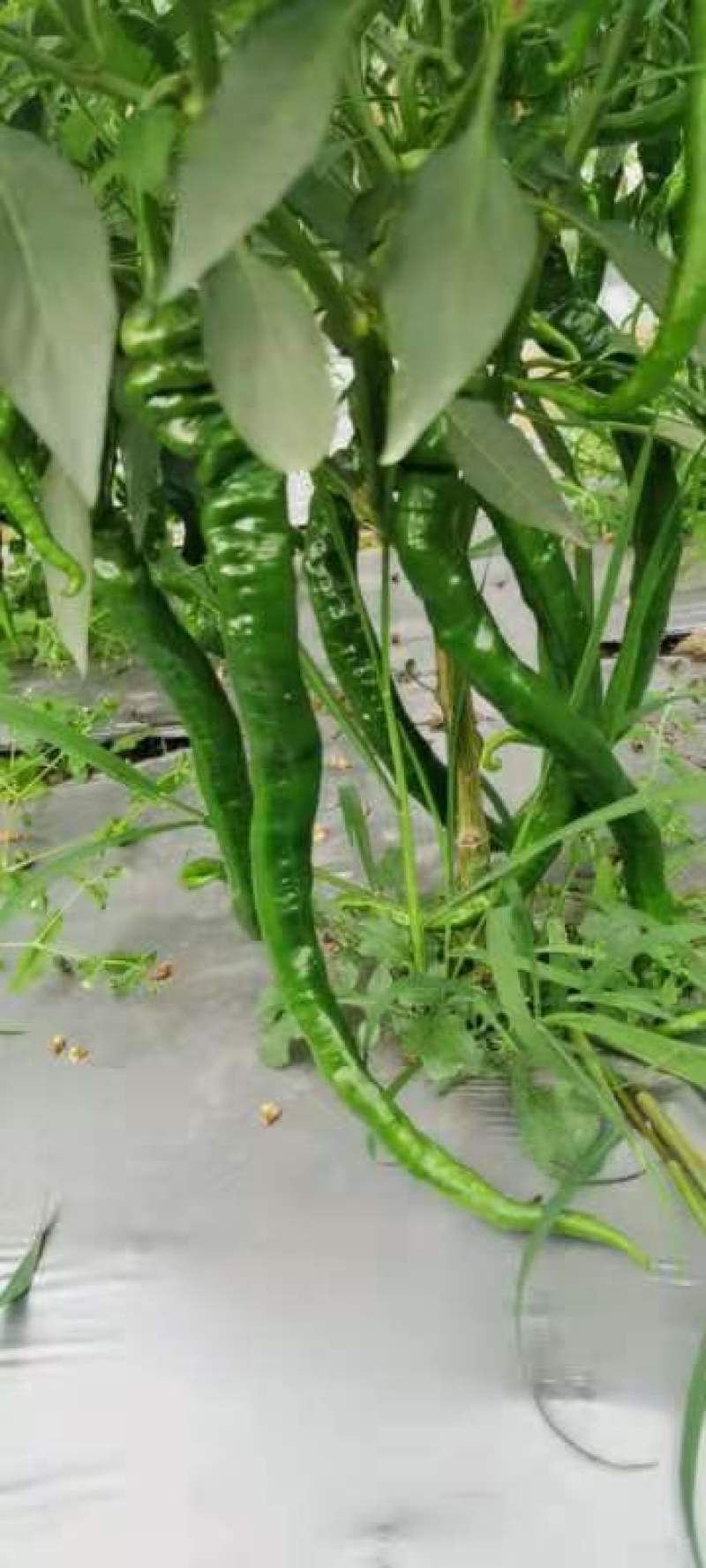 【热卖】广西线椒品质好！种植面积大！中辣！全国发货