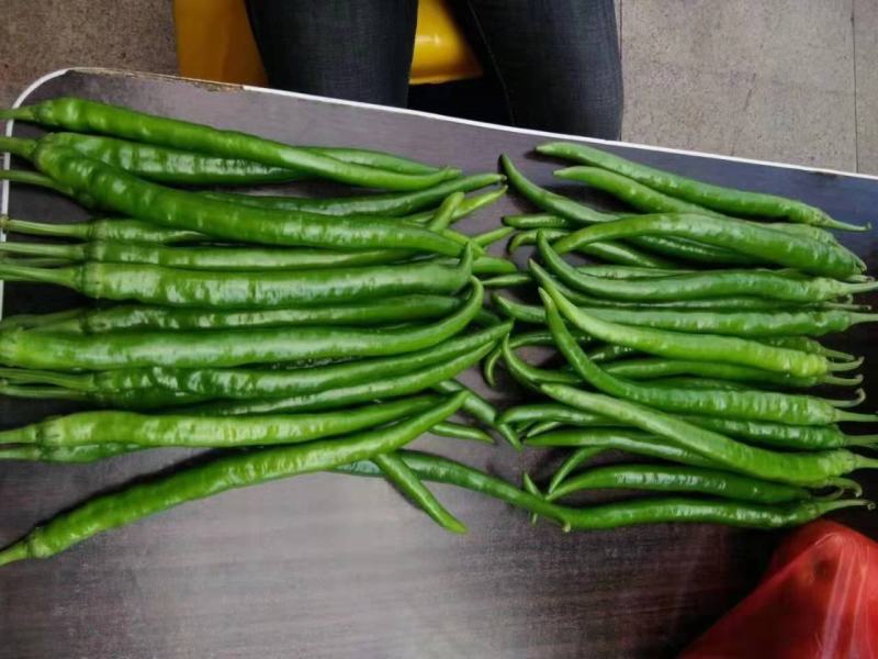【热卖】广西线椒品质好！种植面积大！中辣！全国发货