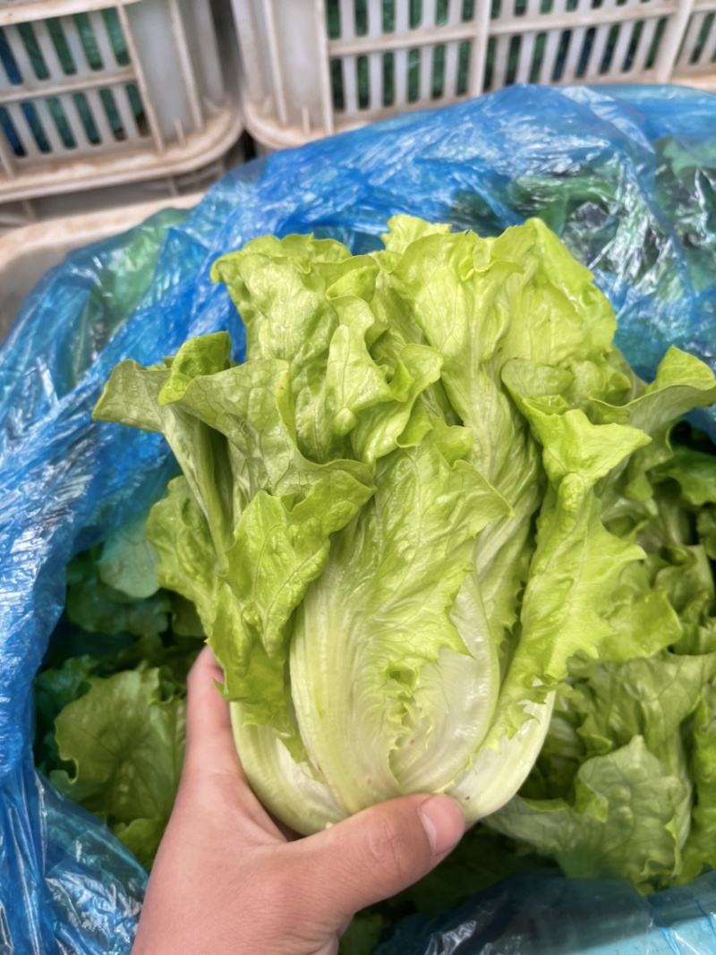 生菜产地直发质量保证价格最低