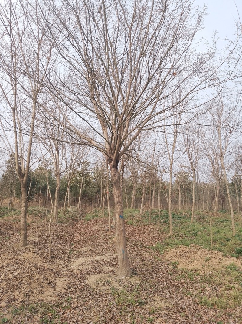 元宝枫8公分至10公分，产地直销，价格优惠，河南桐柏货源
