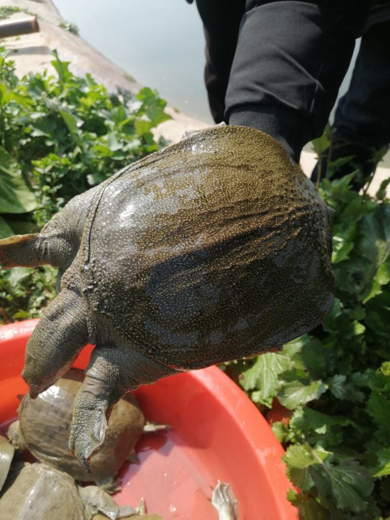 湖南南苹生态农业股份有限公司