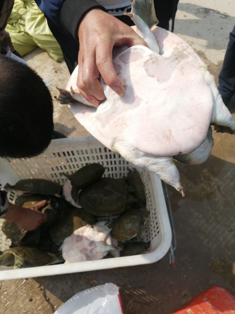 湖南南苹生态农业股份有限公司