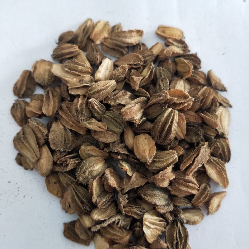 沙参籽，沙参种子，沙藏鲜沙参籽
