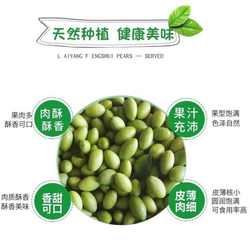 橄榄树苗黑橄榄树苗青橄榄树苗嫁接苗南北方种植包邮