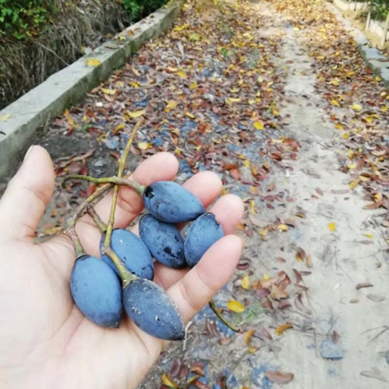 橄榄树苗黑橄榄树苗青橄榄树苗嫁接苗南北方种植包邮