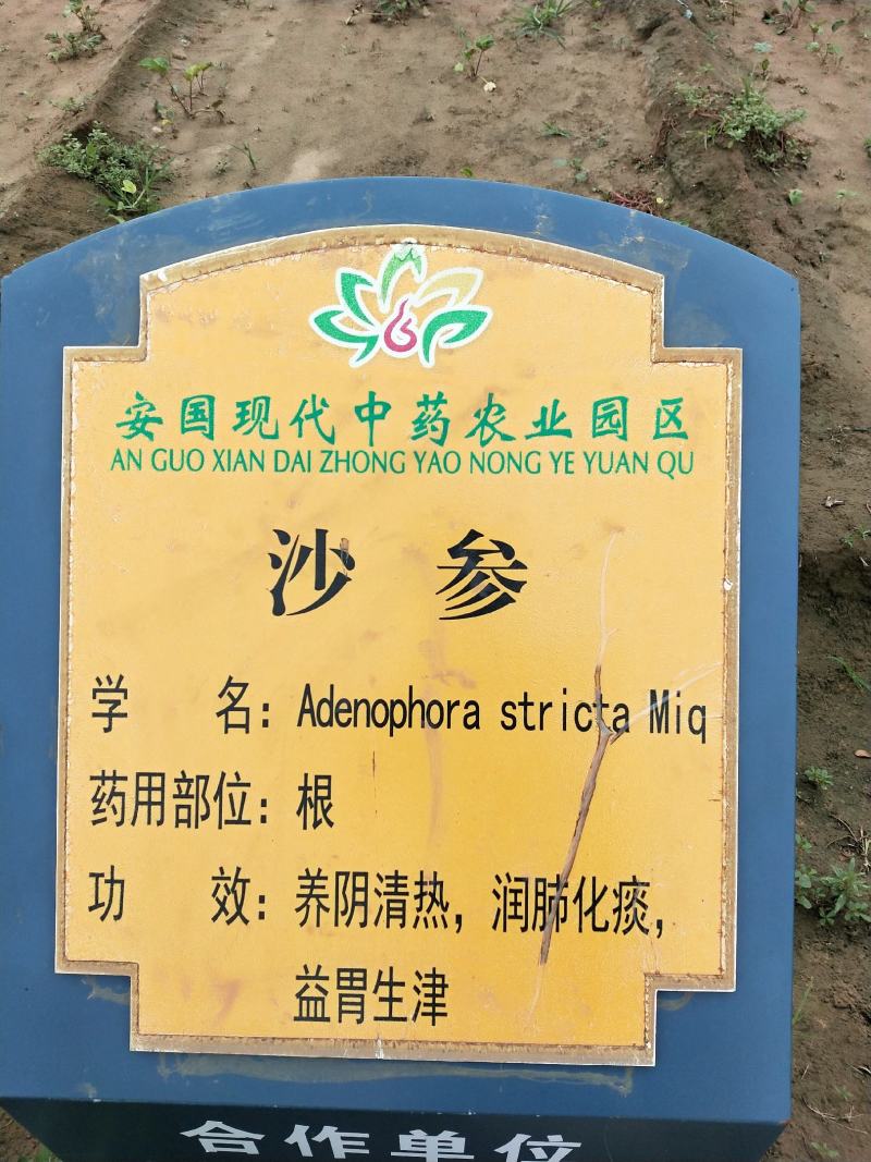 沙参籽，沙参种子，沙藏鲜沙参籽