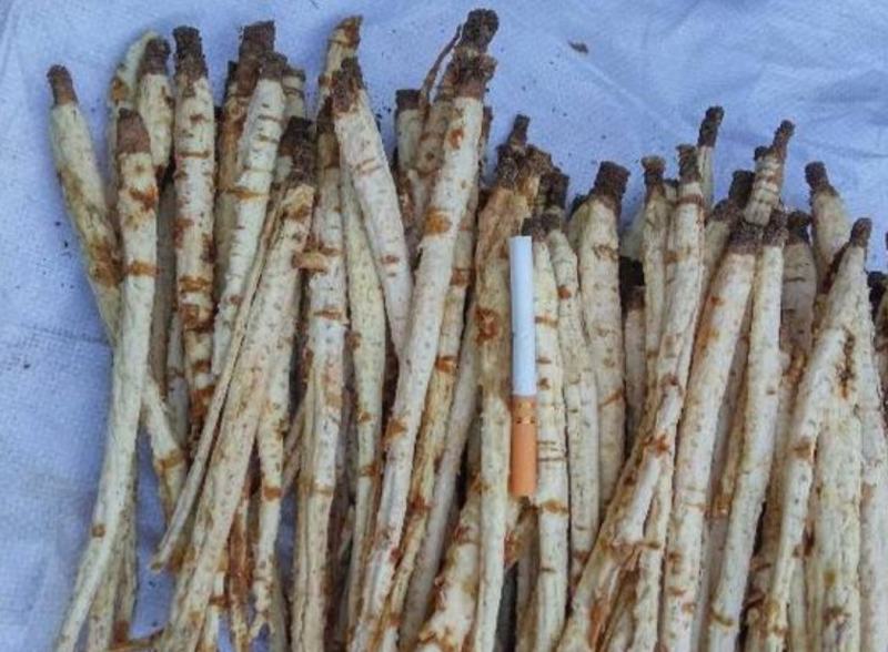 沙参籽，沙参种子，沙藏鲜沙参籽