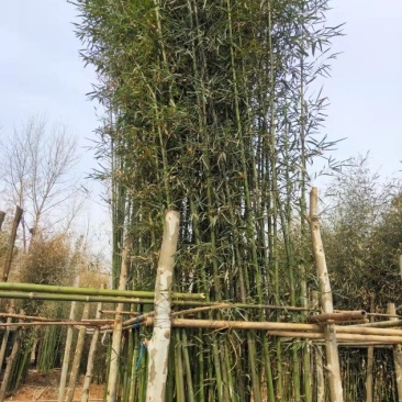 钢竹土球苗和杯苗，产地直销，全国发货