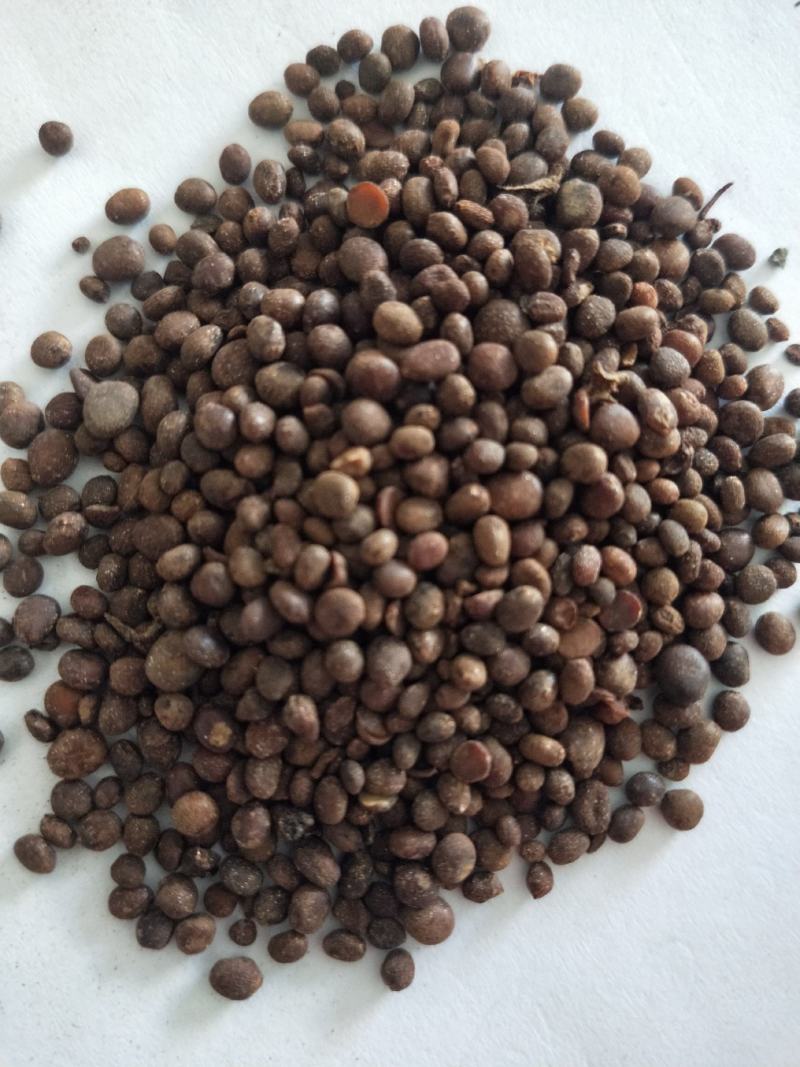 凤仙花籽，急性子
