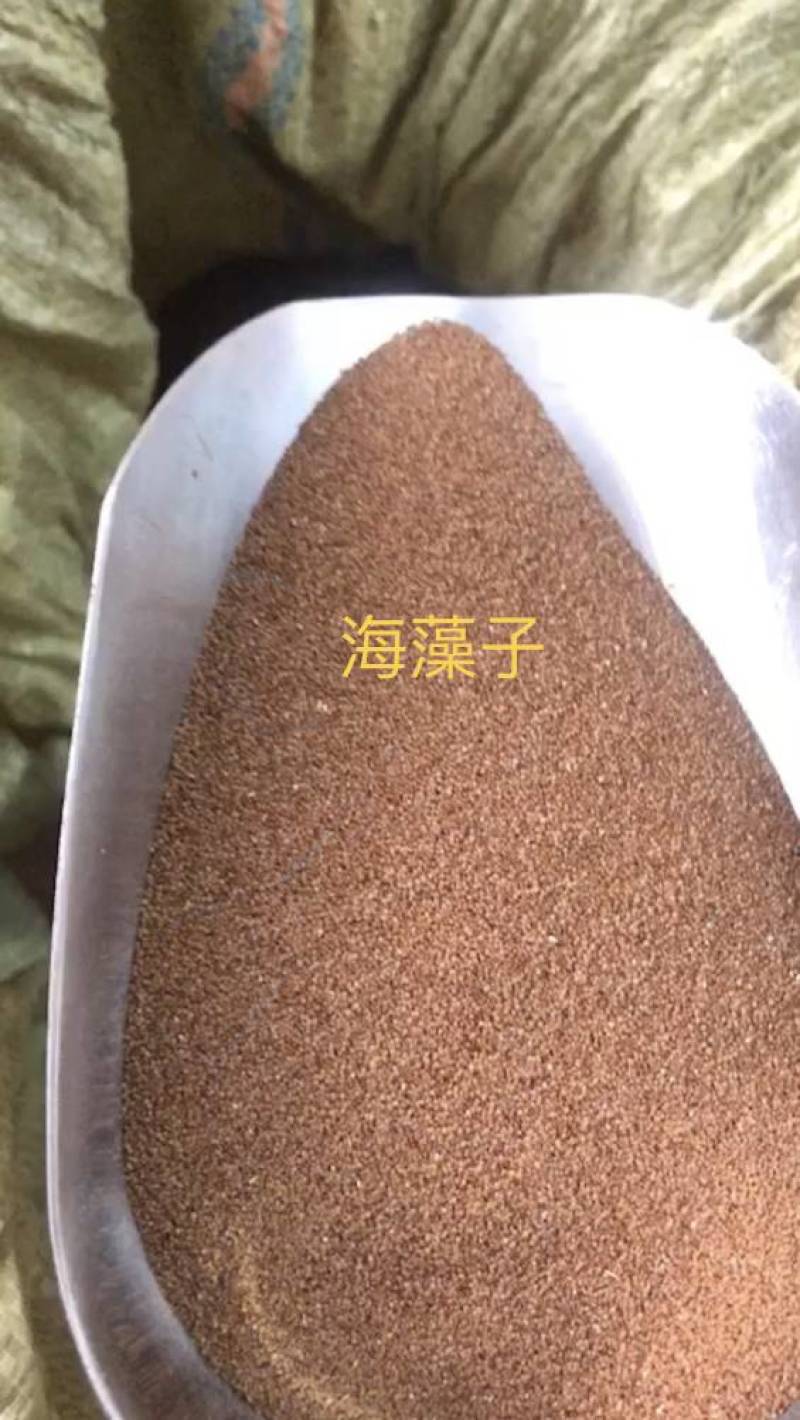 海藻子