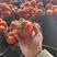 各种优质西红柿苗（寿光苗场直供）早春越夏品种多高抗病毒