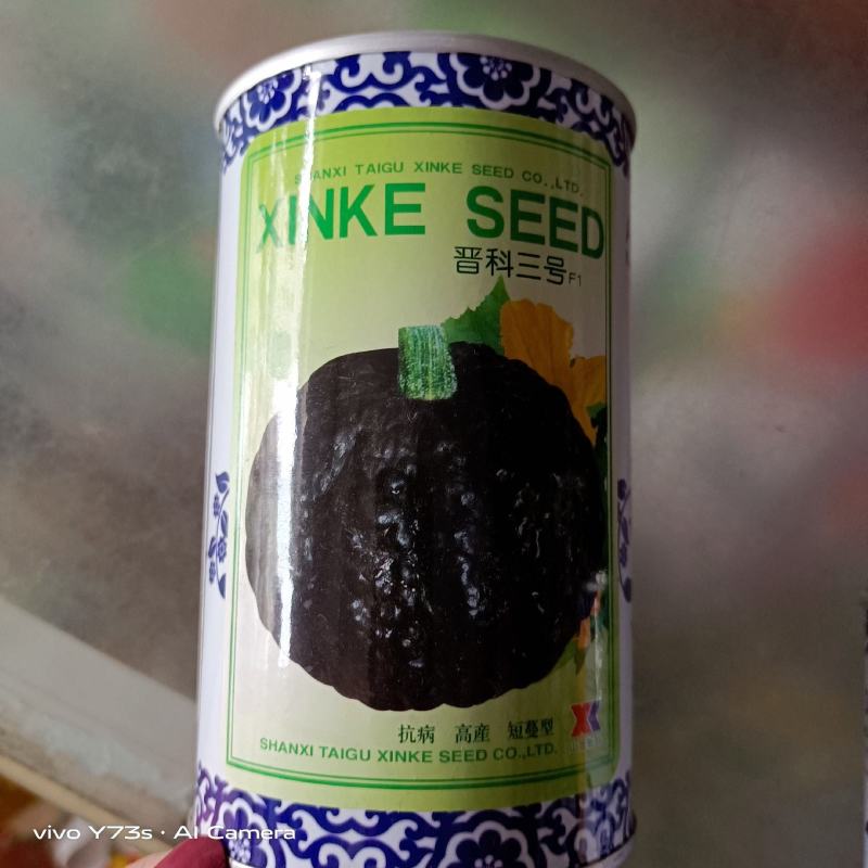 黑宝石南瓜种子果皮青黑色成熟后黑色一代杂交品种基地