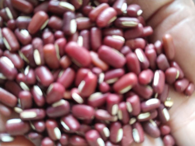 爬豆红爬豆野豆子安徽本地爬豆色泽鲜艳