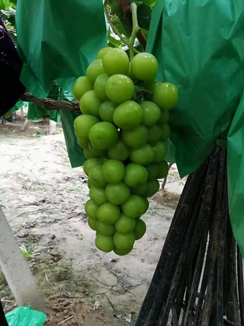 阳光玫瑰葡萄价格阳光玫瑰葡萄产地阳光玫瑰基地