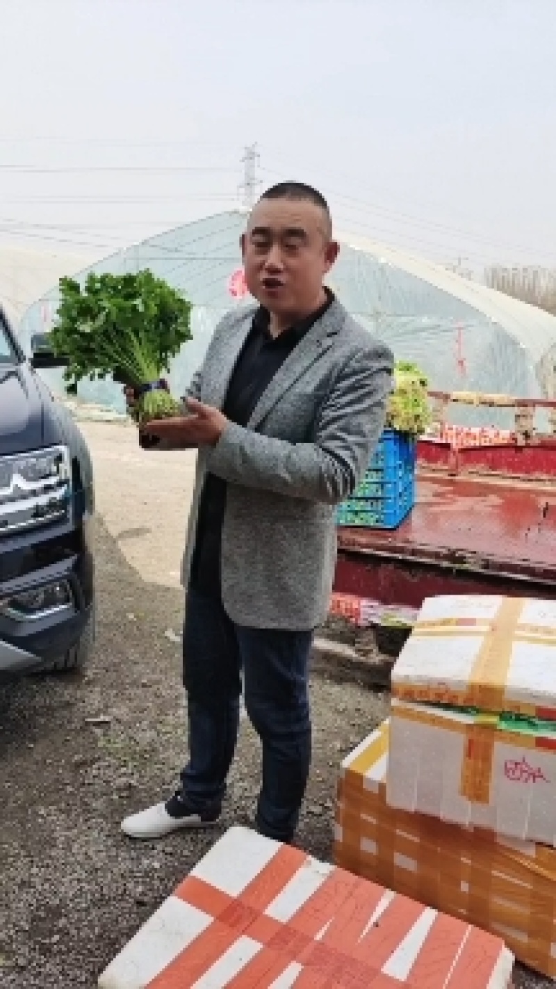 金宝莱合作社芹苗每天800斤，质量好，价格公道，长年供应