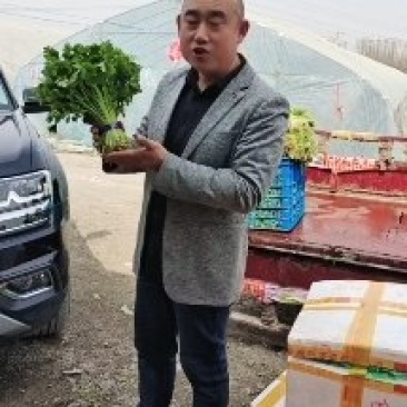 金宝莱合作社芹苗每天800斤，质量好，价格公道，长年供应