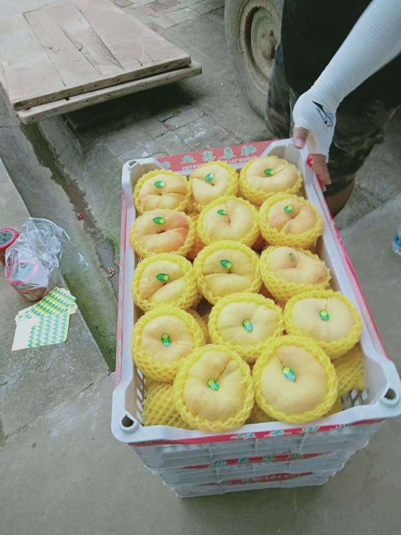 黄潘桃价格黄潘桃产地