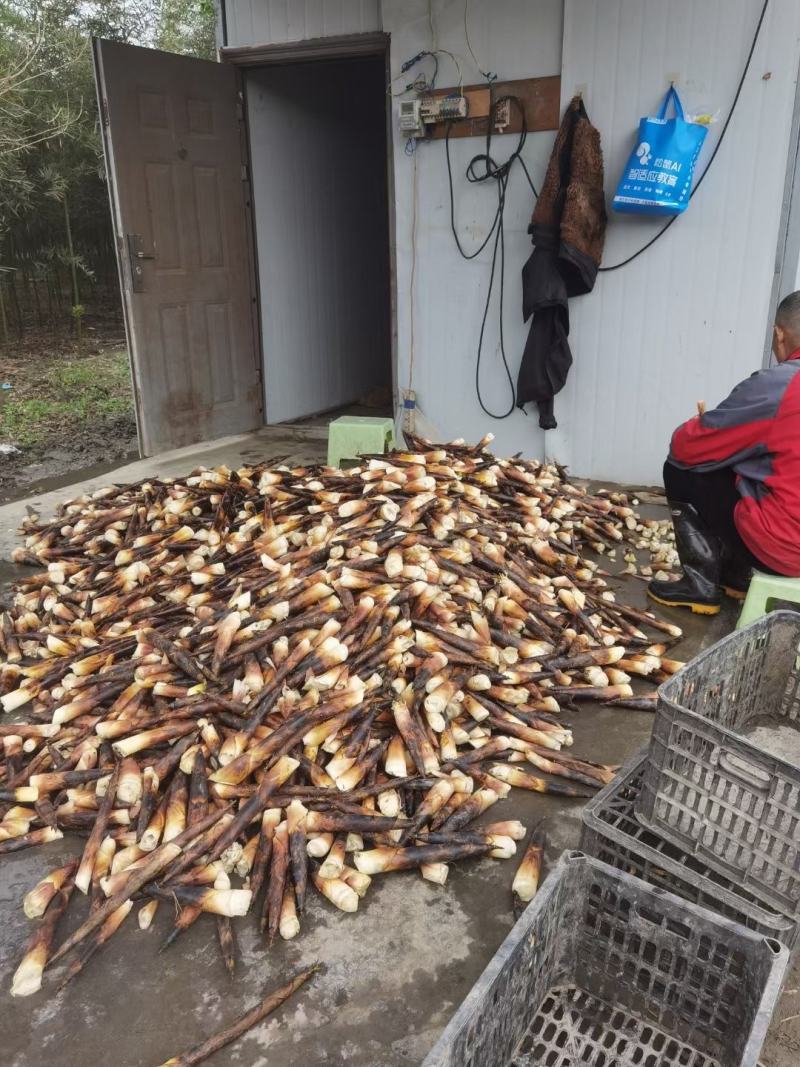 成都市新津区雷竹春笋大量上市