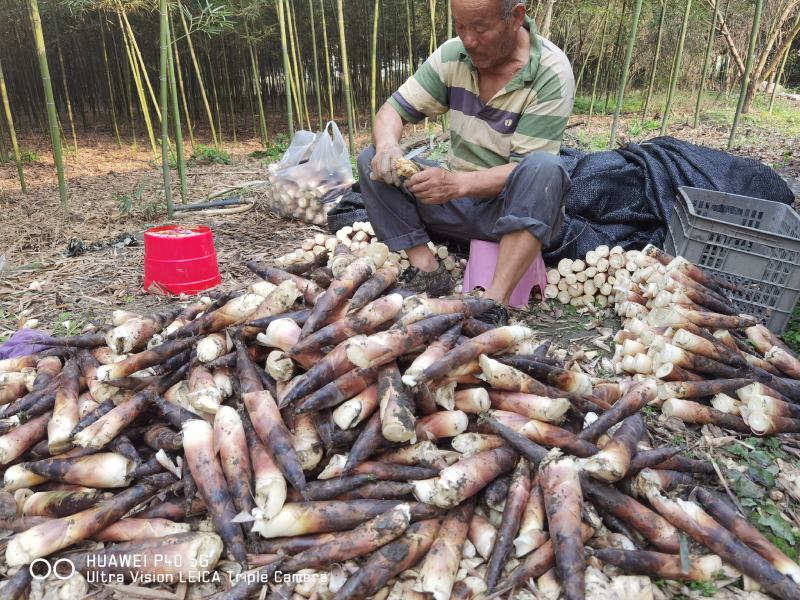 成都市新津区雷竹春笋大量上市