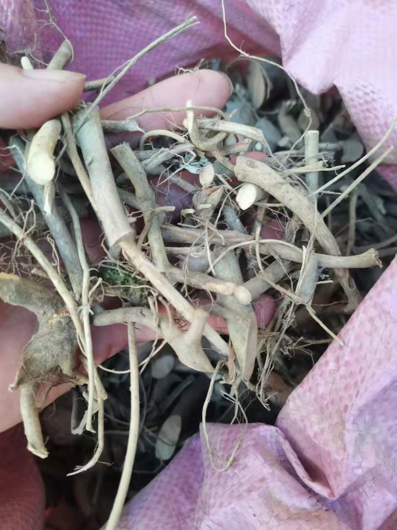 白花牛奶根/白花牛奶/白花牛奶切断/野生白花牛奶根