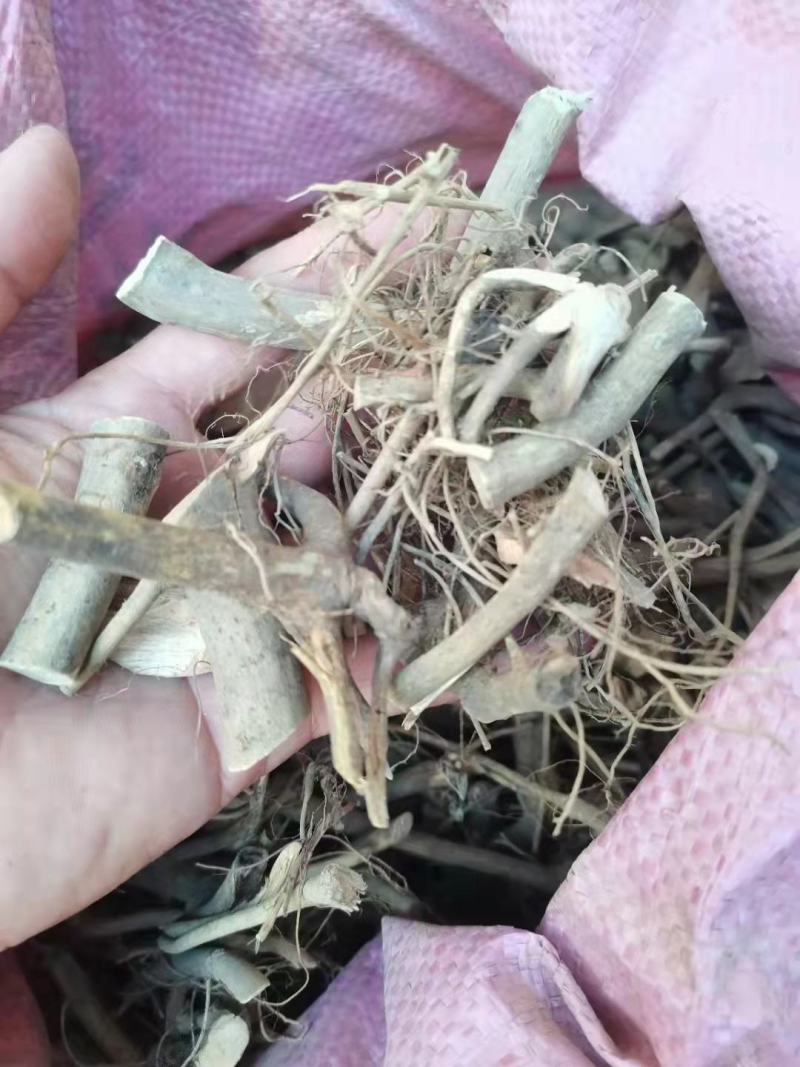 白花牛奶根/白花牛奶/白花牛奶切断/野生白花牛奶根