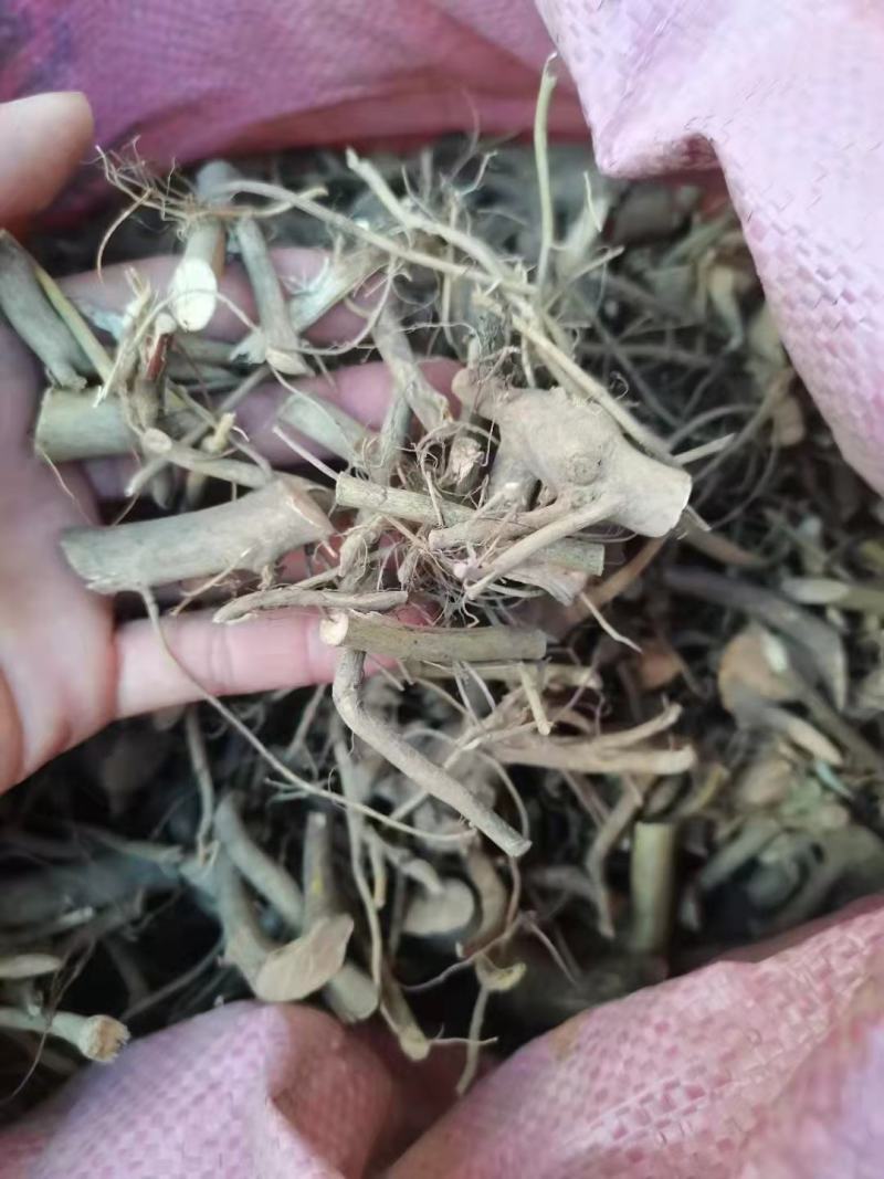白花牛奶根/白花牛奶/白花牛奶切断/野生白花牛奶根