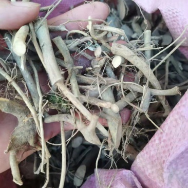 白花牛奶根/白花牛奶/白花牛奶切断/野生白花牛奶根