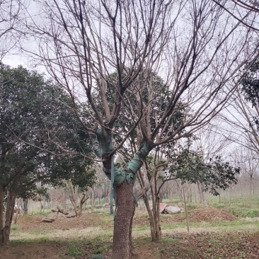 黄栌20公分至30公分，苗圃直销，全国发货